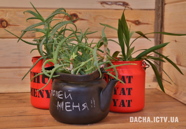 Ліза Пишнева