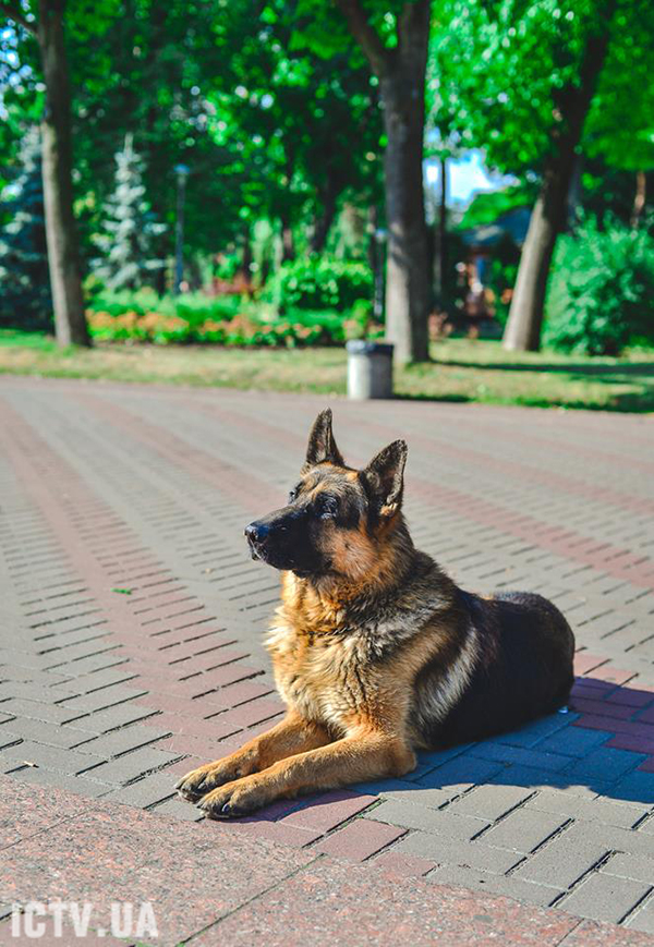 Дизель